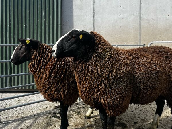 Pedigree Zwartble Ram Lambs - Main image