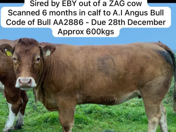 Limousin X In-Calf Heifer Ballymote 8th October - Main image