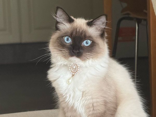 Ragudo Cat with blue cat - Main image