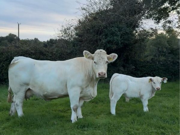 Charolais cows & Calves - Main image