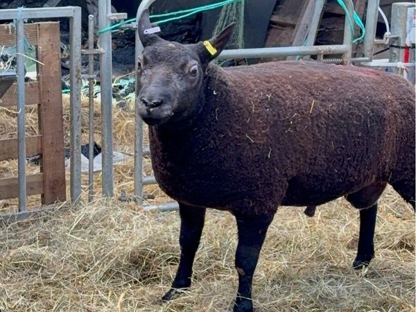 Blue Texel rams - Main image