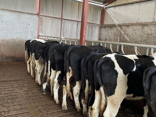 5 heifers not in calf. Scanned straight. Good Ebi - Main image