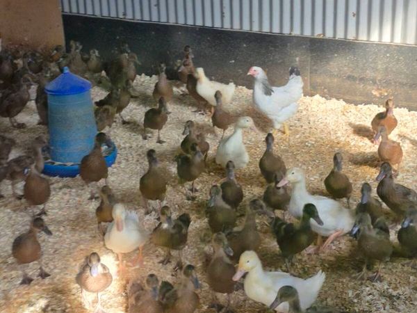 Laying Hens Ducks And Geese For Sale - Main image