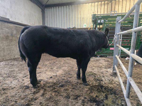 🔥Heifer for elite sale ballina 09/10/26🔥 - Main image