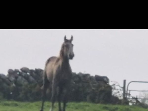 2 yr old Gelding - Main image