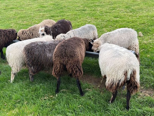 Shetland Sheep - Main image