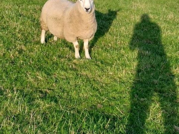 North Country Cheviot Ram Lambs sis eligible - Main image