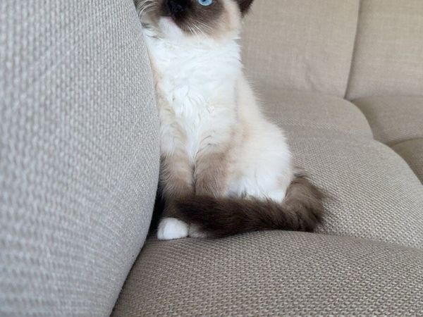 Ragudo Cat with blue cat - Main image
