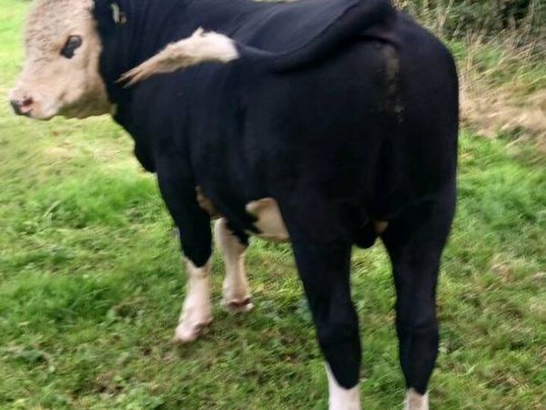 Store cattle - Main image