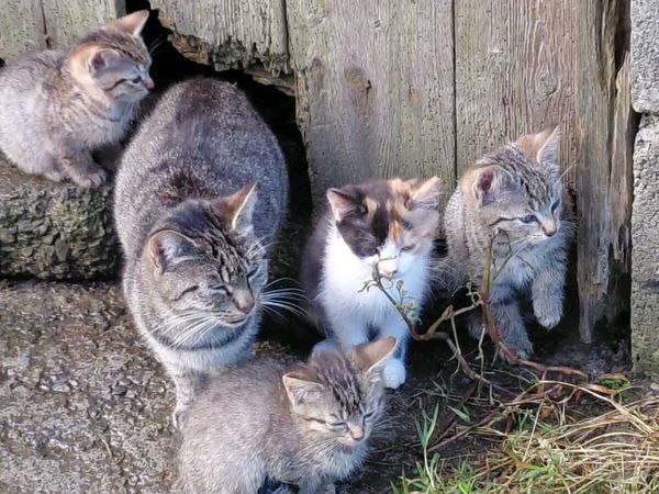Kittens - Main image