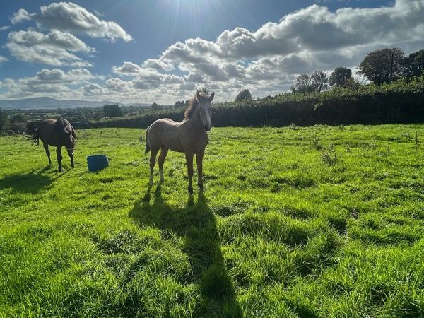 TULLABEG FUSION FOAL - Main image