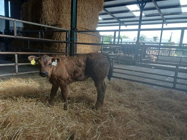 Limousine heifer Calf - Main image