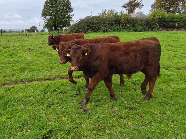Weanling bullocks - Main image