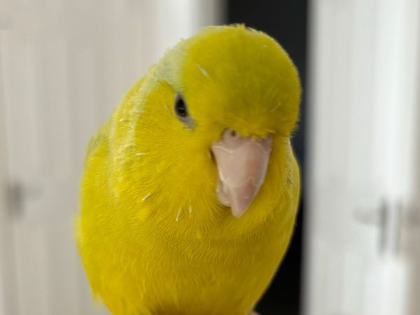 Bird - Main image