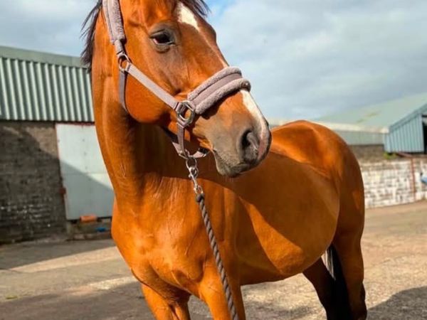 Infoal Broodmare - Main image