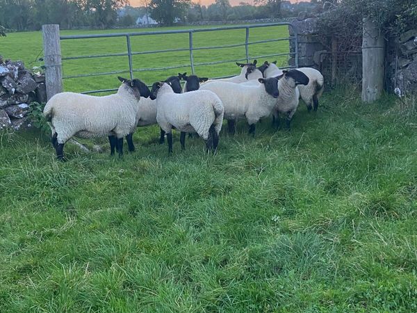 Ewe Hoggetts - Main image
