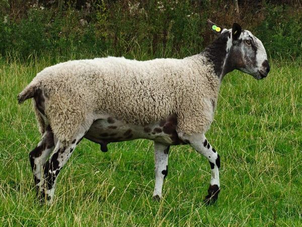 Blue Leicester Ram - Main image
