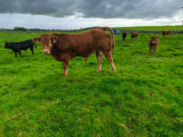 Weanlings - Main image