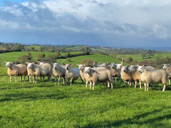 Ewe lambs - Main image
