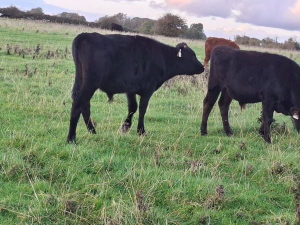 Wague Bulls - Main image