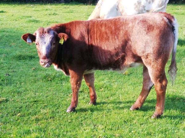 LMx HEIFER WEANLINGS Gort Mart - Main image