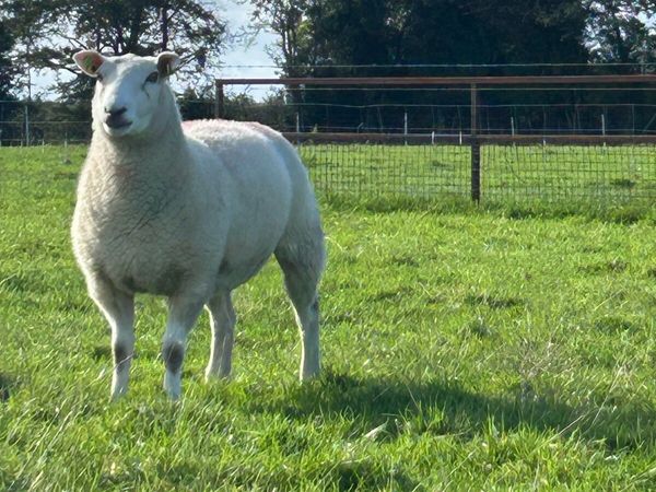 Pedigree registered hogget ewes. Belclare. Fr sale - Main image