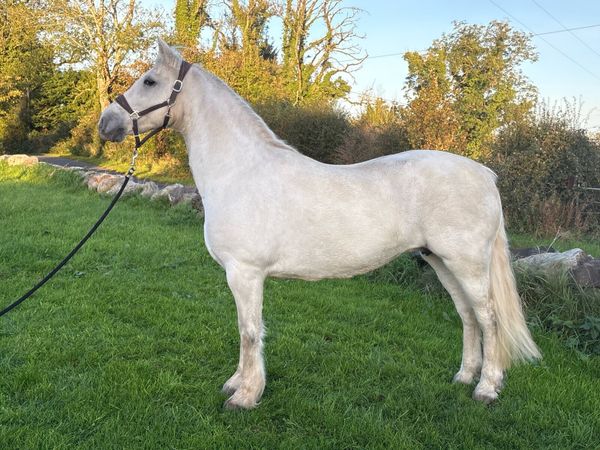 Top quality connemara mare - Main image