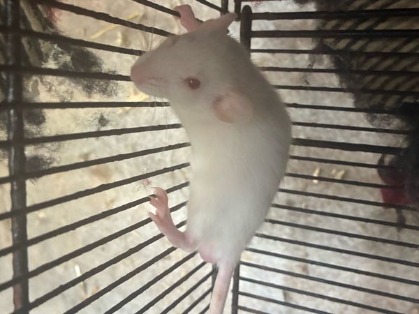 Beautiful pattern baby rats - Main image
