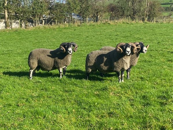 3 Lanark Shearlings For Sale!! - Main image