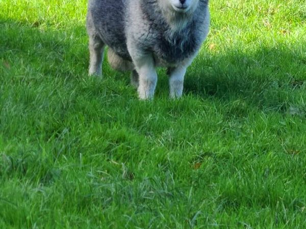 Herdwick Rams - Main image