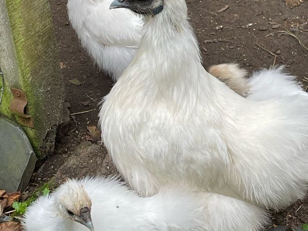 Silkie hens with chicks - Main image
