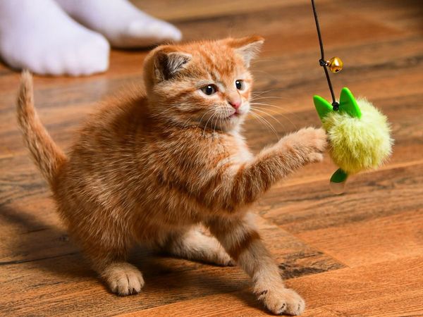 Beautiful kittens (as pair) - Main image