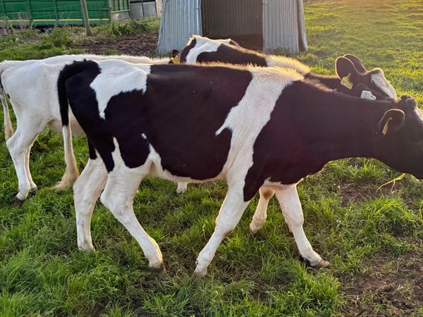 Fr heifer - Main image