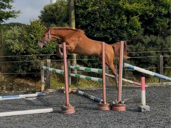 Quality 3yo filly - Main image
