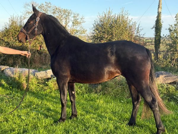 3yr old Connemara Filly - Main image