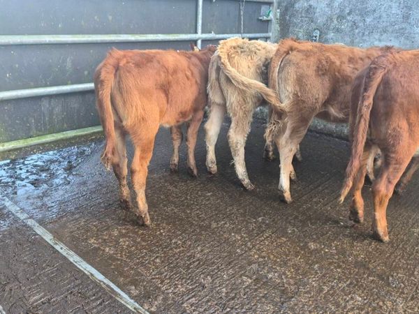 Heifers - Main image