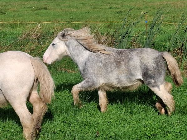Pony's - Main image