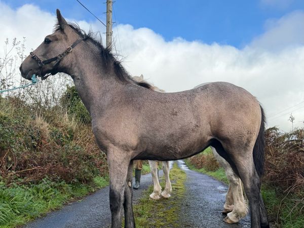 Irish Draught Filly Foal - Main image