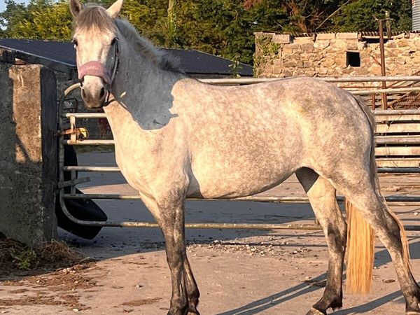 14.2hh 4yo mare - Main image