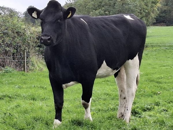Friesians - Mountain Online Sale - Main image