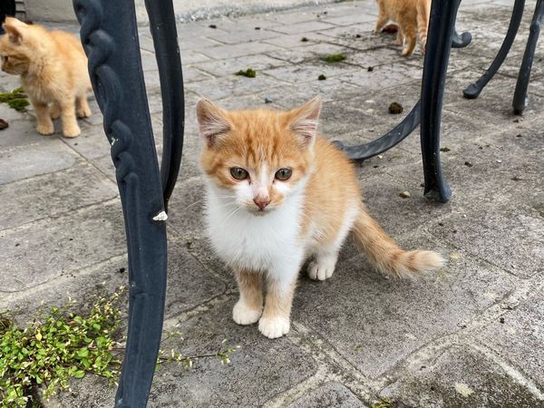 Cats - Main image