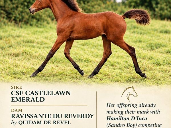 CSF Castlelawn emerald X Quidam De Revel - Main image