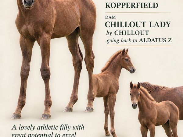 Kopperfield filly foal - Main image