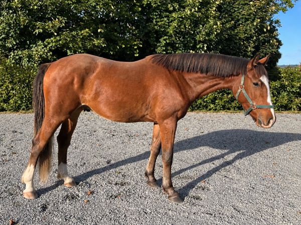 Rising 3 Gelding - Main image