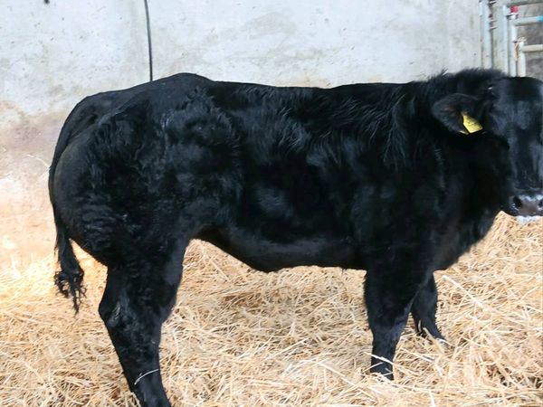 Weanlings - Main image