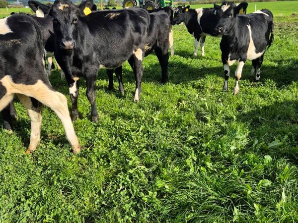 Dairy heifers - Main image