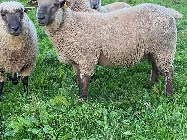 PBR Vendeen Ram Lamb - Main image