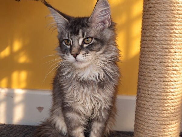 Maine Coon kittens - Main image