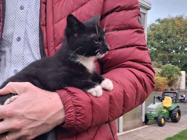 Kittens - Main image