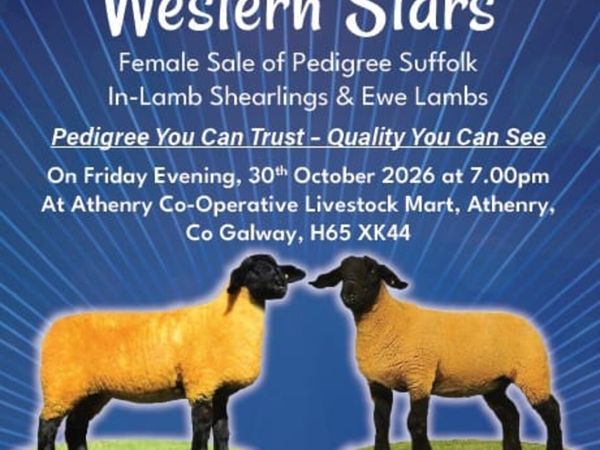 PEDIGREE INLAMB SALE - Main image